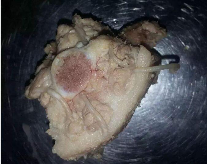 煮熟猪肉绦虫图片图片
