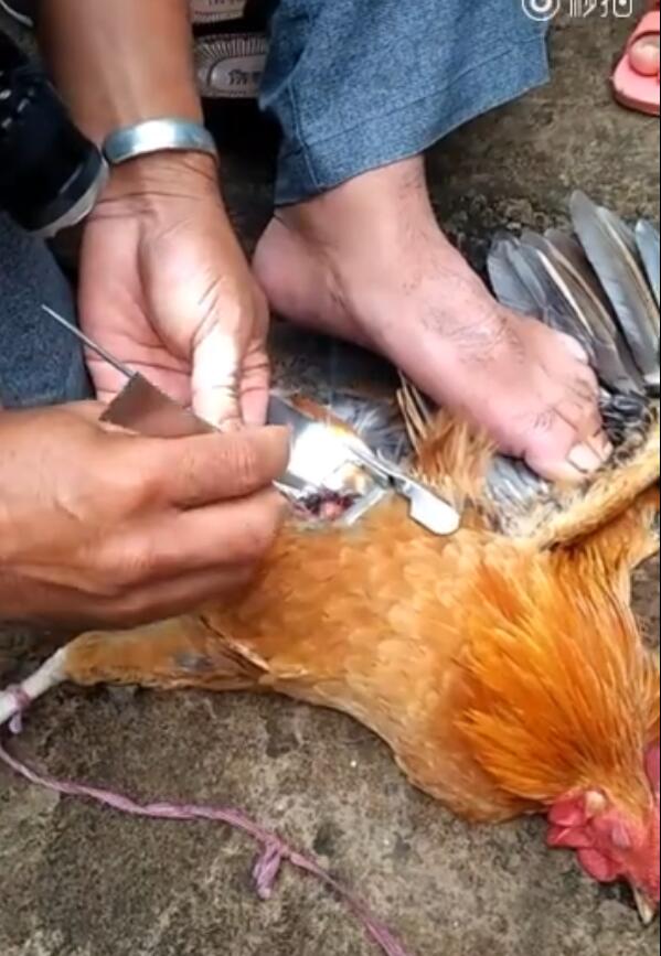 线鸡(阉鸡)和公鸡有什么区别 公鸡好还是线鸡好