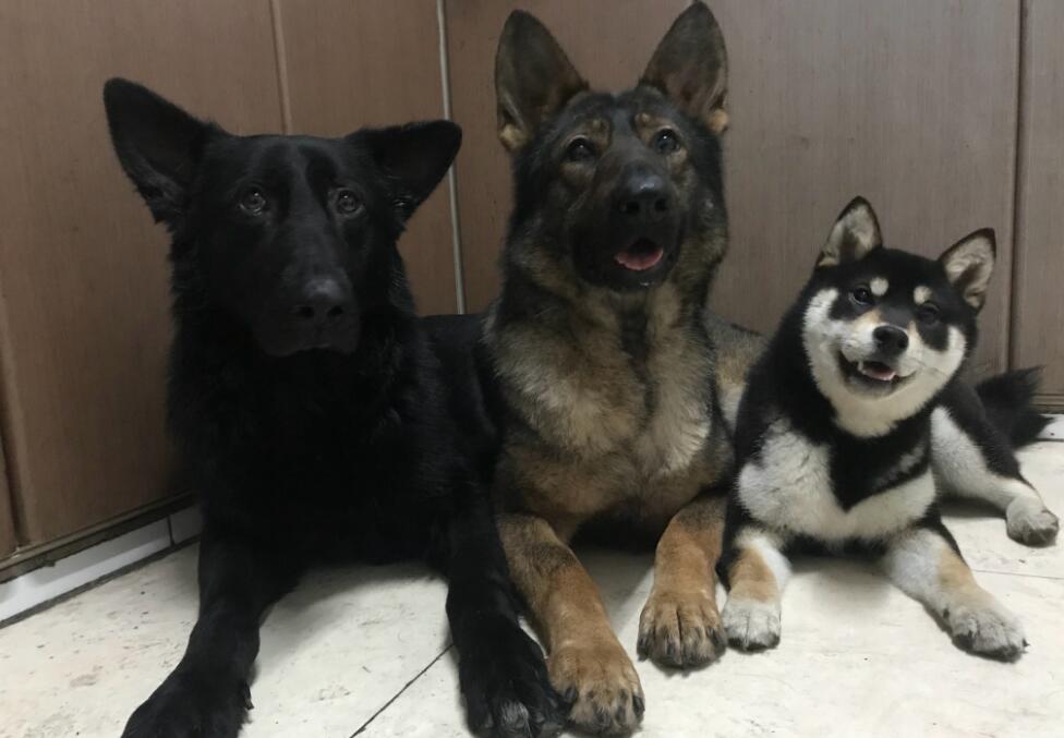 ��ˮ����ʲô�� ����̤ѩ�Ĺ��в���ļٵ�