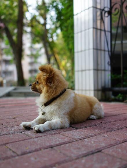 风水狗长什么样 四蹄踏雪的狗招财真的假的