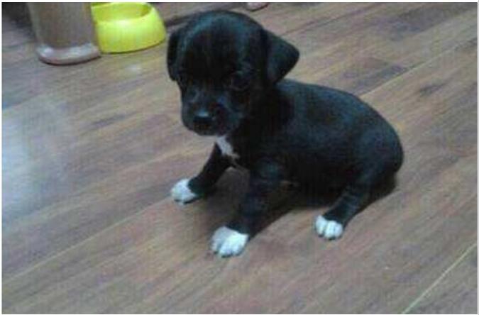 ��ˮ����ʲô�� ����̤ѩ�Ĺ��в���ļٵ�