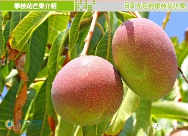 ��֦������â����ó� ��֦��â����Ӳ��ô��