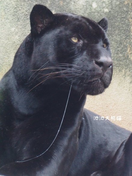 �������ı����Ǻڱ��� �ϻ�Ϊʲô�򲻹��ڱ�