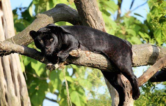 �������ı����Ǻڱ��� �ϻ�Ϊʲô�򲻹��ڱ�