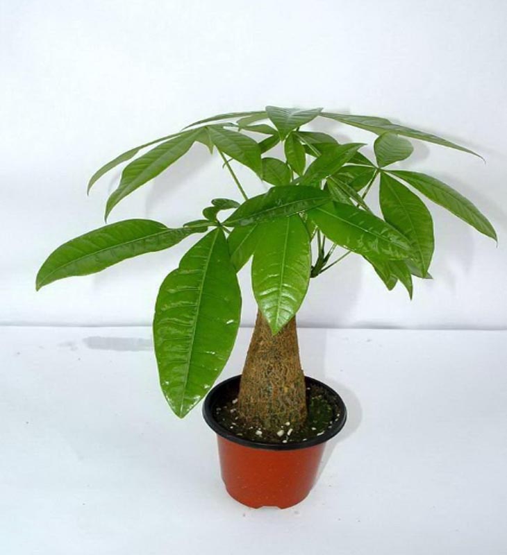 ��������ô����ïʢ ������Ҷ�ӷ�����ô��