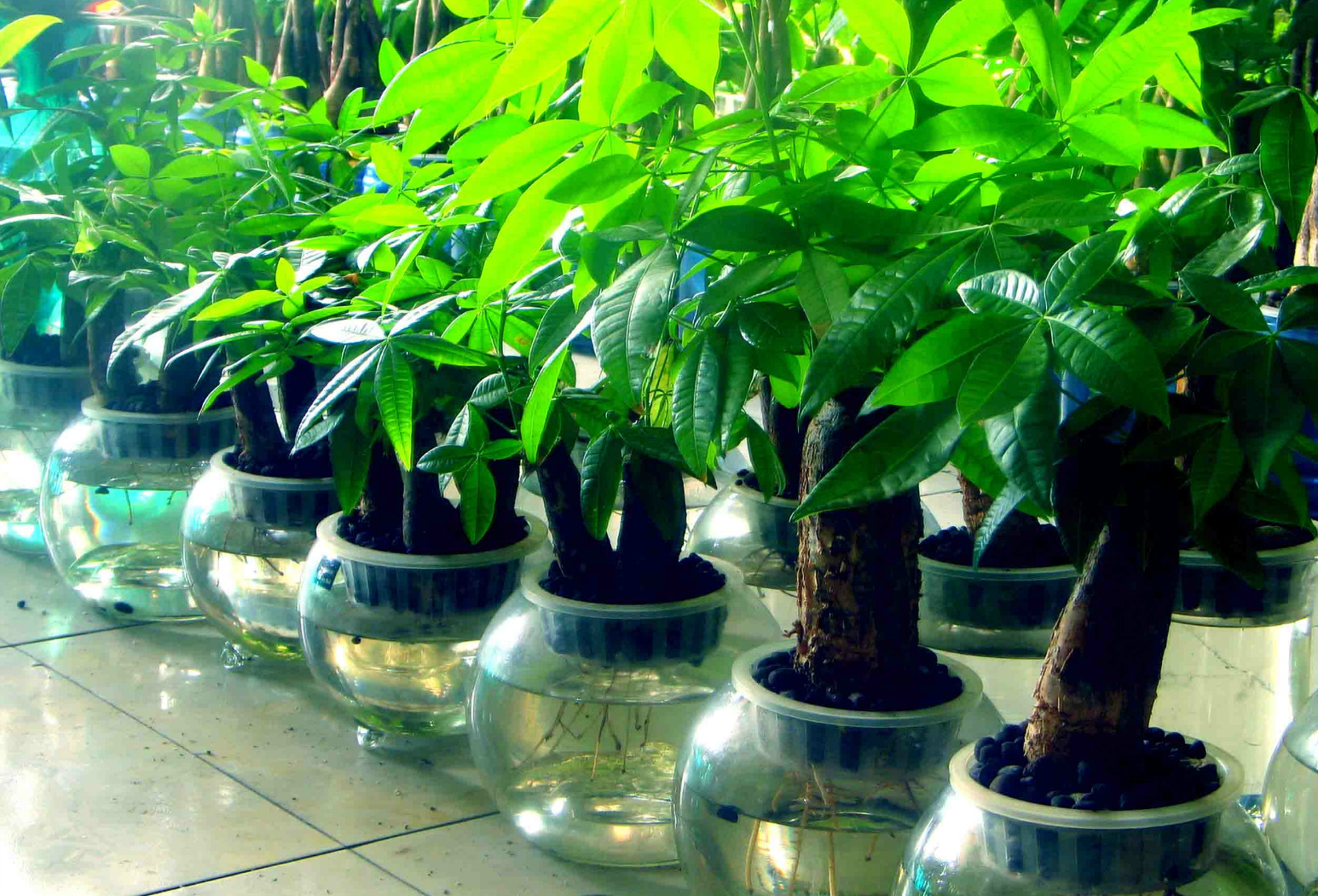 ��������ô����ïʢ ������Ҷ�ӷ�����ô��