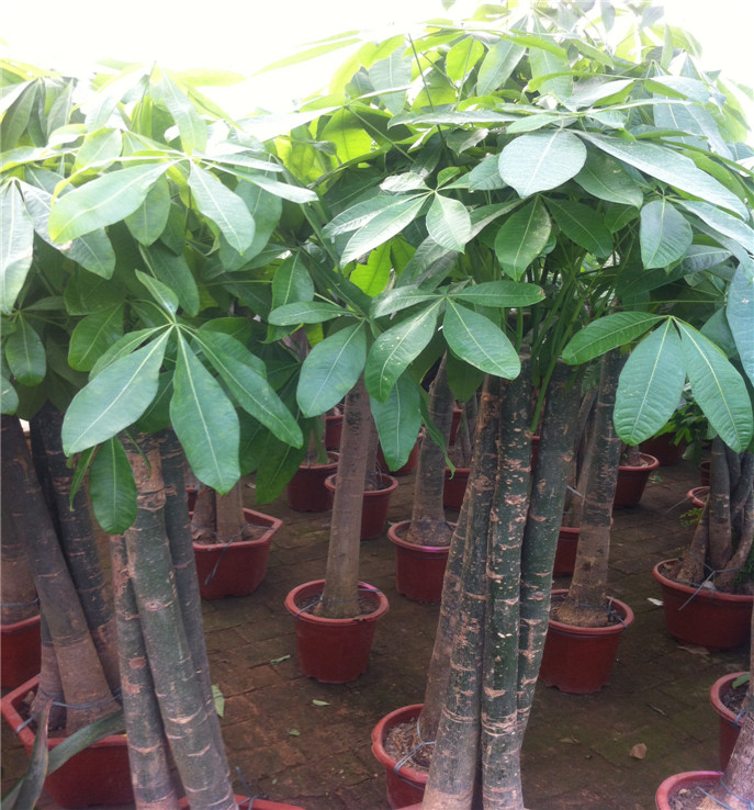 ��������ô����ïʢ ������Ҷ�ӷ�����ô��