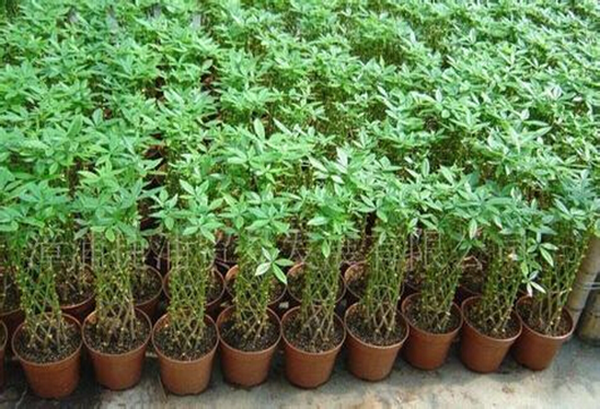 ��������ô����ïʢ ������Ҷ�ӷ�����ô��