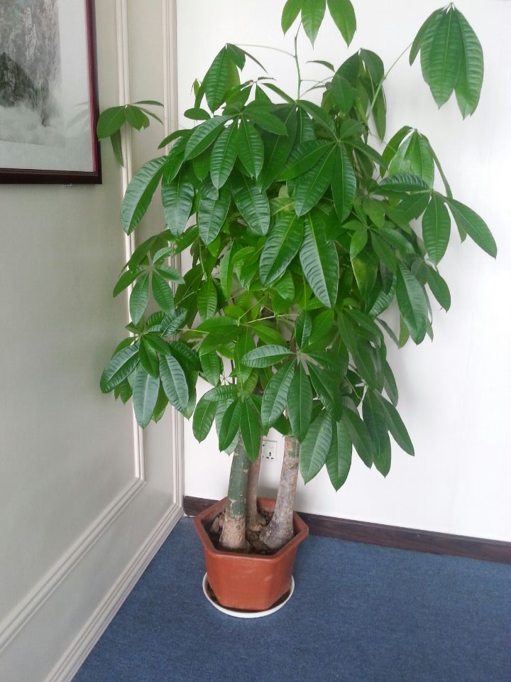 ��������ô����ïʢ ������Ҷ�ӷ�����ô��