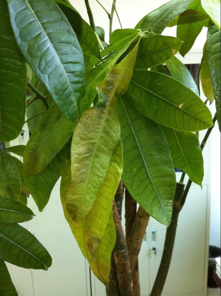 ��������ô����ïʢ ������Ҷ�ӷ�����ô��