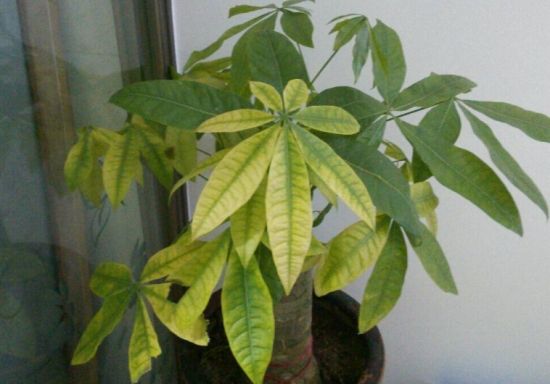 ��������ô����ïʢ ������Ҷ�ӷ�����ô��