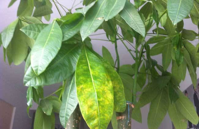 ��������ô����ïʢ ������Ҷ�ӷ�����ô��