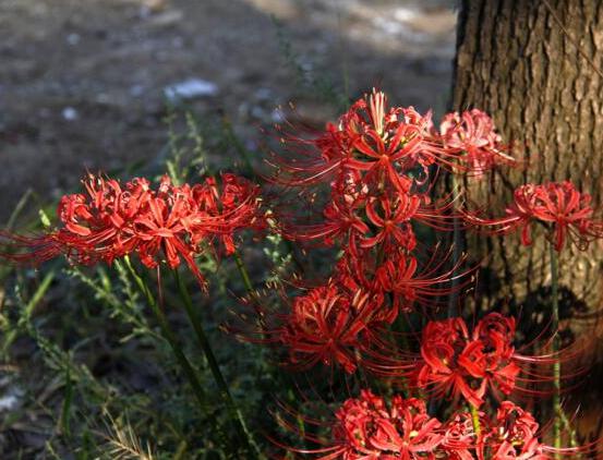 �˰�����Ѫι������� ����Ϊ��ͨ������֮��