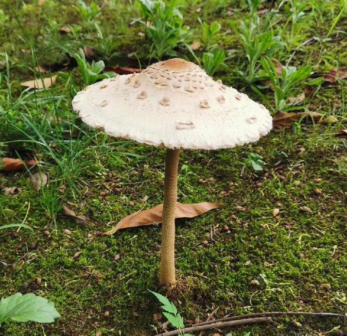 大青褶伞和高大环柄菇怎么区分 高大环柄菇可以吃吗有毒吗