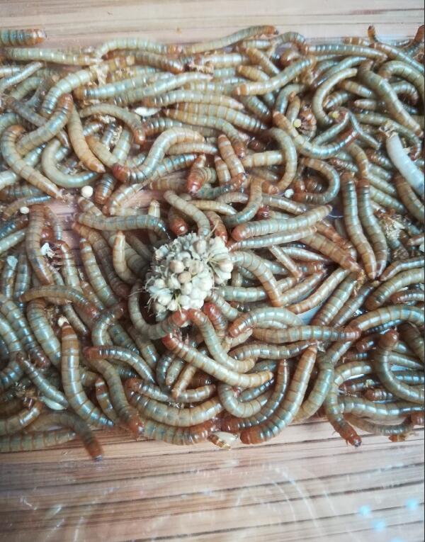 面包虫吃什么怎么养 它长大后会变成什么