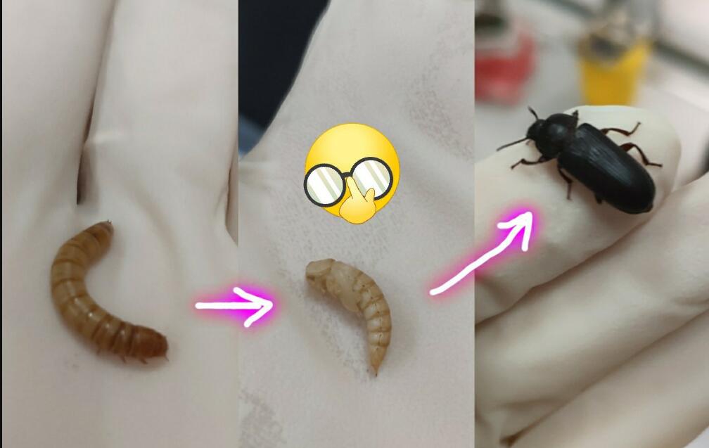 由于面包虫生活在粮仓之中,经过长期的退化,就算是羽化为成虫后也是不