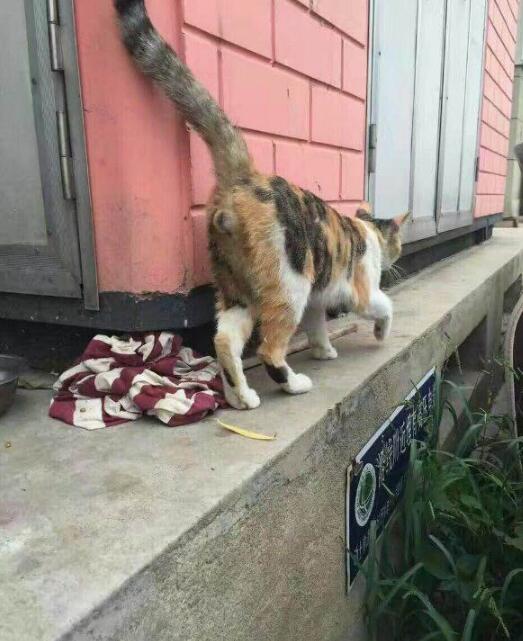 ����èΪʲô�в� ����è��ʲôƷ�� ����ĸè��