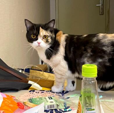 ����èΪʲô�в� ����è��ʲôƷ�� ����ĸè��