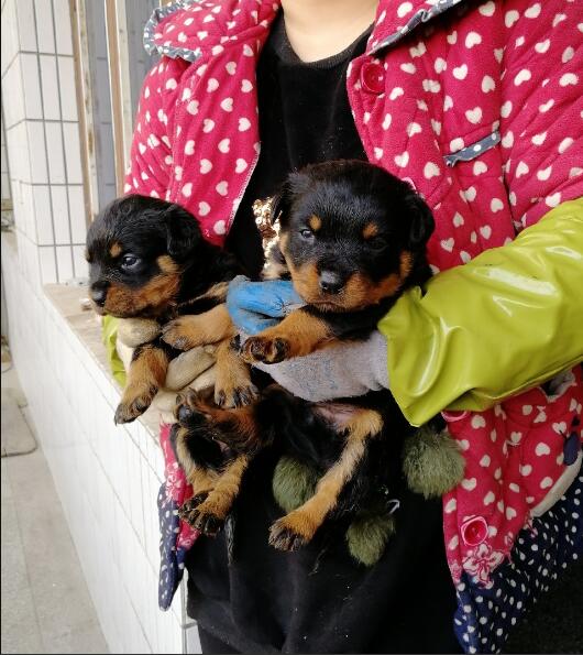 ������Ȯ��������ڼ� ���ʵ���ǲ��������