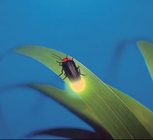 ө���Ϊʲô�ᷢ�� ��֪�������ө��淢��ô