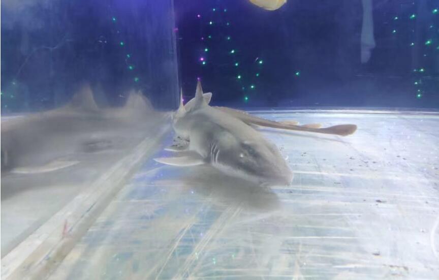 ������������ �����������༰ͼƬ