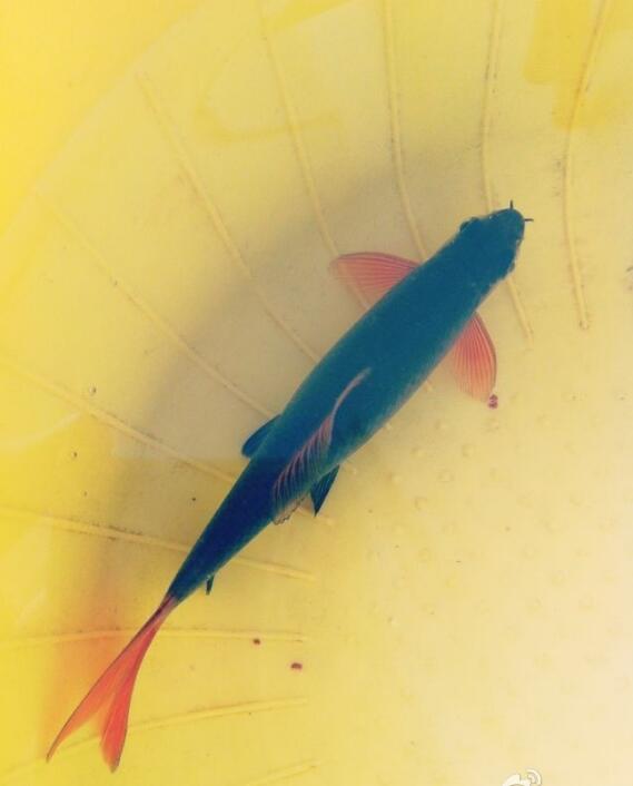 ������������ �����������༰ͼƬ