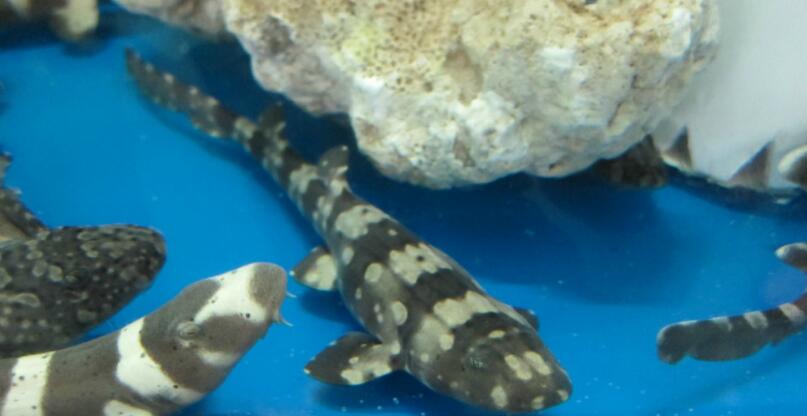 ������������ �����������༰ͼƬ