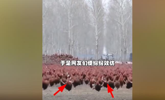 Ʀ�׿�������ʲô��˼ ��������������ʲô��