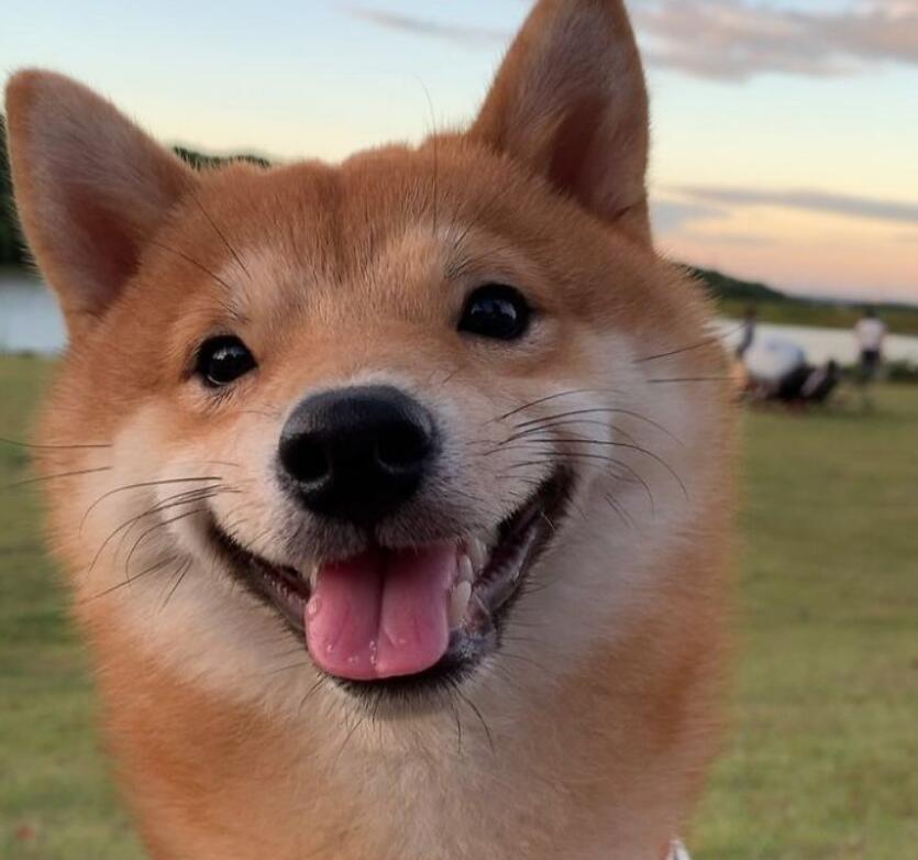 1990年微笑狗恐怖事件 smile.jpg出自网络中的一个传说