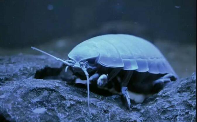 ������������ʬ���� ���������ó���