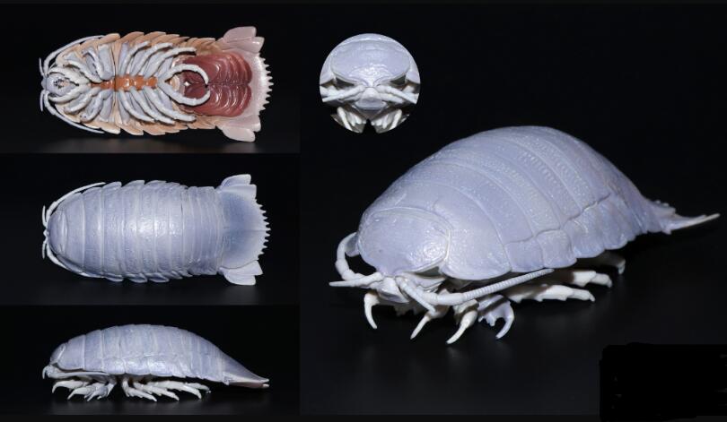 ������������ʬ���� ���������ó���