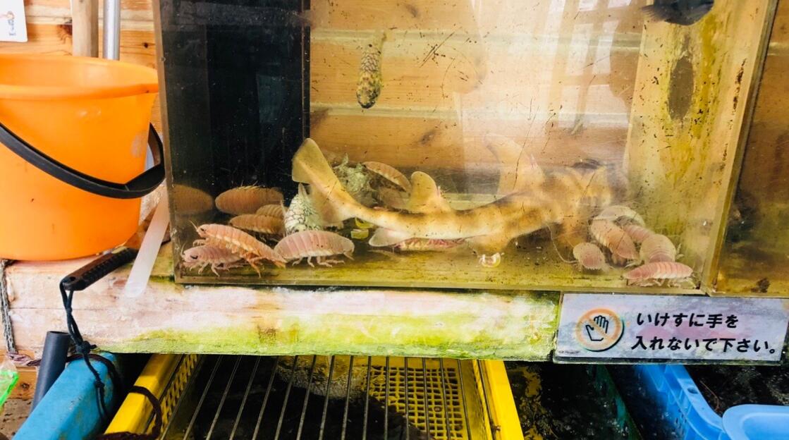 ������������ʬ���� ���������ó���