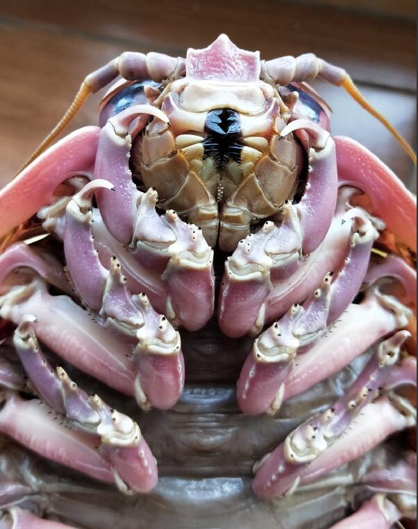 ������������ʬ���� ���������ó���