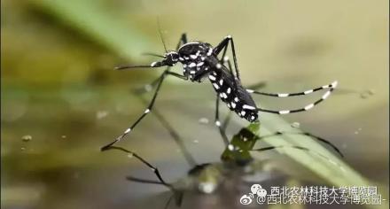 白纹伊蚊咬的包图片 伊蚊在中国的分布情况是怎样的