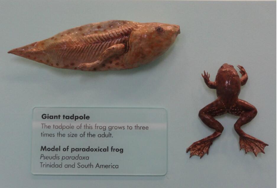 不合理蛙是什么东西 为什么会变小呢