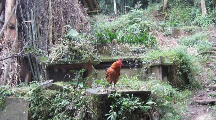 ���ϲ��������׻��Ǽ� ��˵�����ݺ�����ʲô��