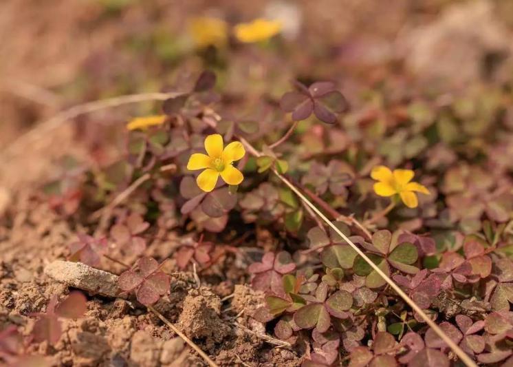 ���ϲ��������׻��Ǽ� ��˵�����ݺ�����ʲô��