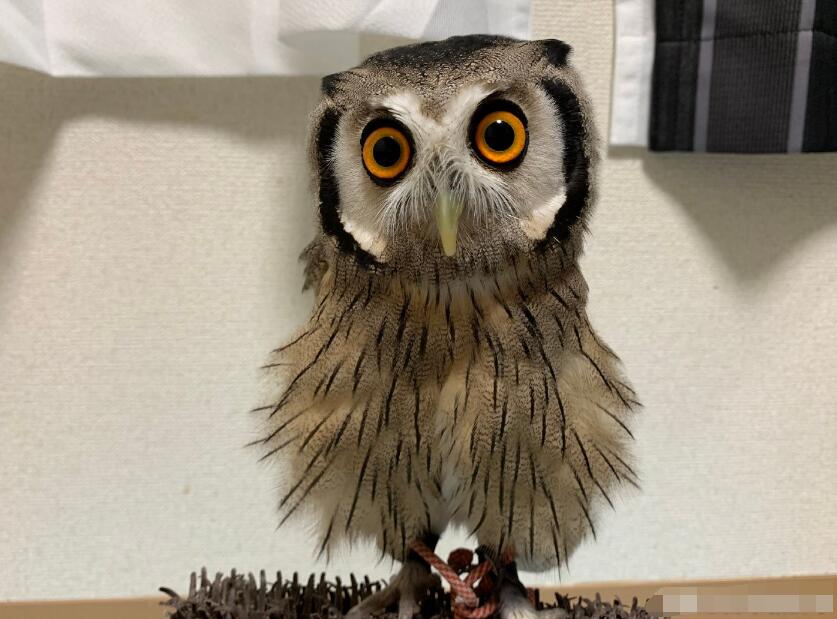 èͷӥͷ������ë�Ƕ����� ��ʲô��