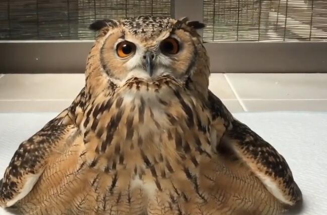 èͷӥͷ������ë�Ƕ����� ��ʲô��