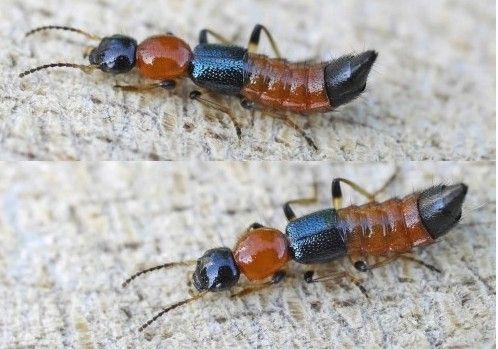 �����ҧ�˺�ͼƬ ����涣ҧ��֢״ͼ