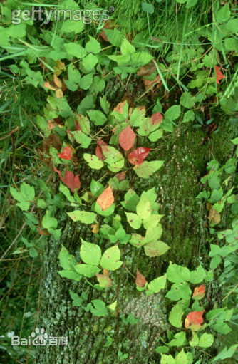 �����ҧ�˺�ͼƬ ����涣ҧ��֢״ͼ