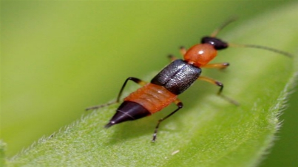 �����ҧ�˺�ͼƬ ����涣ҧ��֢״ͼ