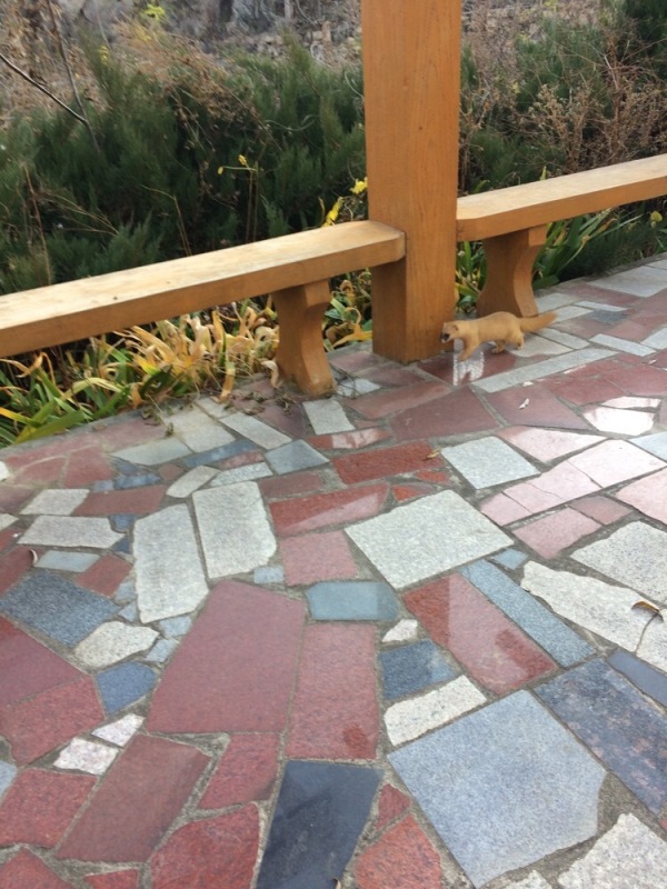 ���Ͽ��������Ƿ��� �������������ô����