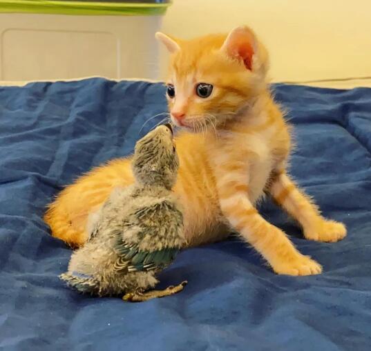 ��ë������ָ��ʲô���� Ϊʲô˵��ë����������