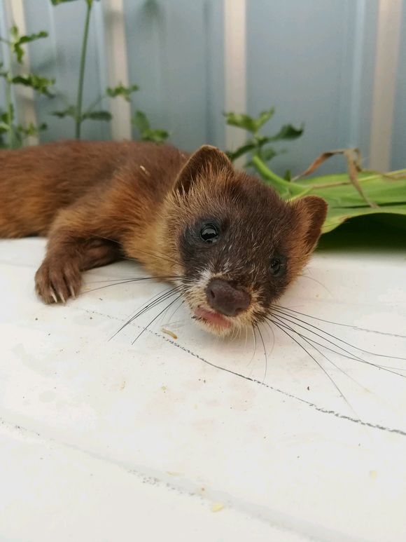 �����Ǹ�����ô������ ��ѧ���ƽⷽ��