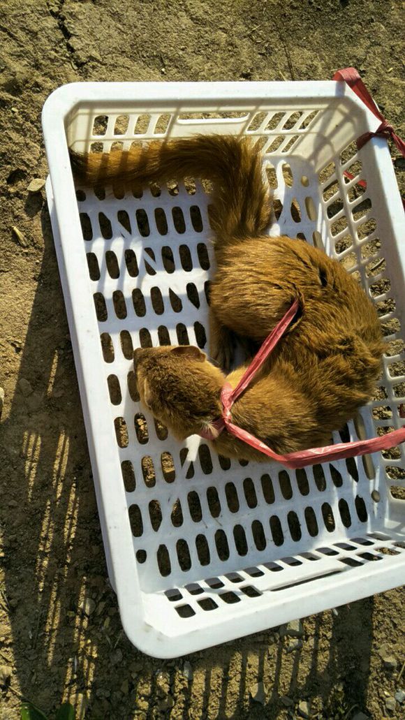 �����Ǹ�����ô������ ��ѧ���ƽⷽ��