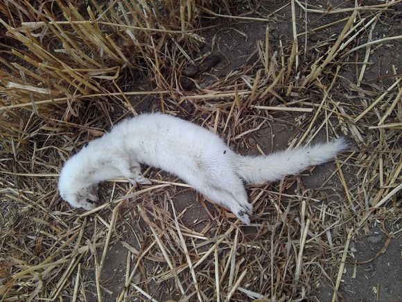 �����Ǹ�����ô������ ��ѧ���ƽⷽ��