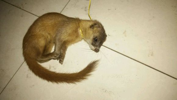 �����Ǹ�����ô������ ��ѧ���ƽⷽ��