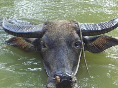 水牛和黄牛能杂交吗 不可以交配生子