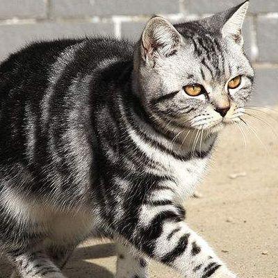 ������è�г��۶���Ǯһֻ ������è��ô��Ʒ��û�